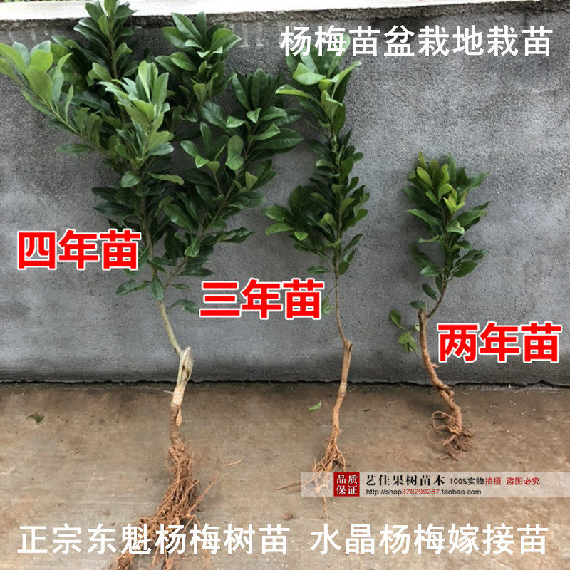 正品杨梅苗树苗浙江特大南方种黑高峰水晶东魁杨梅树嫁接当年结果