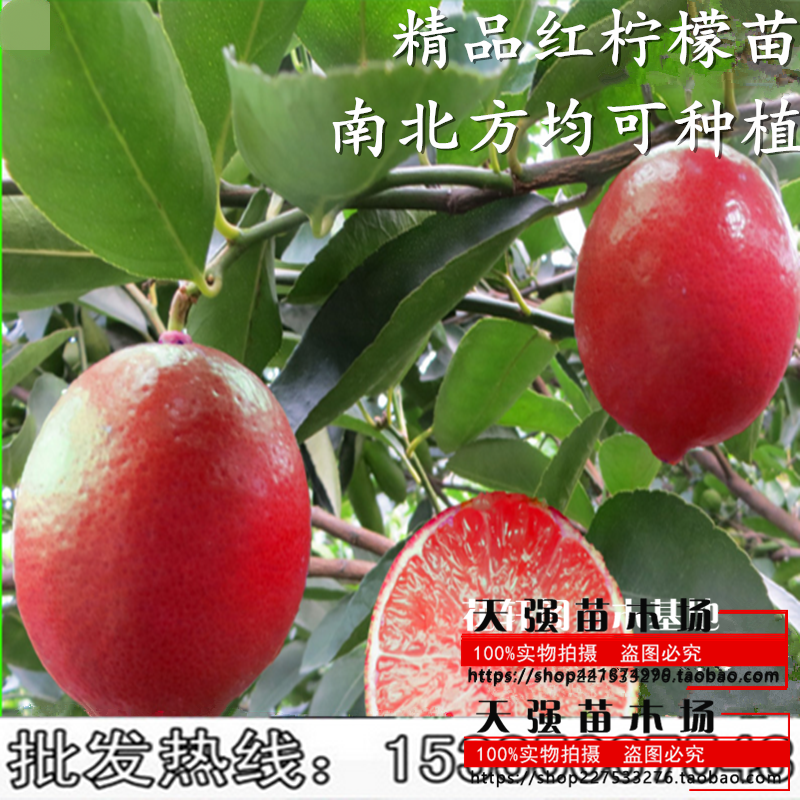 台湾红皮红肉檬苗 盆栽四季柠檬苗 红肉柠檬树苗当年开花结果苗|msdalam kategori penghantaran bunga/bunga simulasi/tumbuhan berkebun, 花园植物/行道树/果树, 果树 - dari Buy2taobao.com untuk memberikan perkhidmatan ejen Taobao profesional membeli