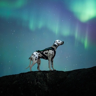 Freemotion 代购 Dogwear stop 5.0狗狗胸背带牵引绳15周年纪 Non