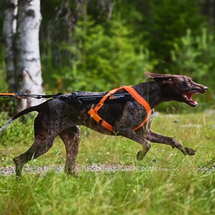 Non 5.0 stop Freemotion 狗狗宠物户外运动胸背带 Dogwear 代购