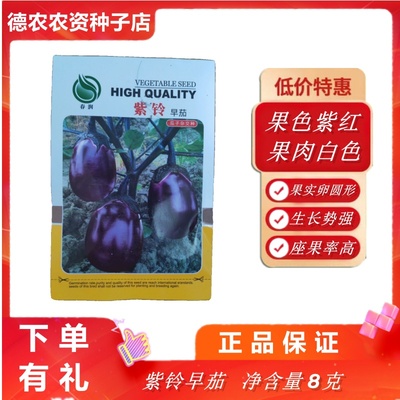 春润紫铃早茄 种子早熟 耐寒性强 喜肥 耐热 品质优 产量高