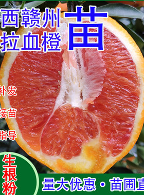 江西赣南嫁接红肉血橙果树苗