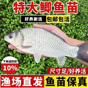 大板中科五5三3号香麻鲫鱼苗特大彭泽活银白淡水养殖杂交食用鱼苗