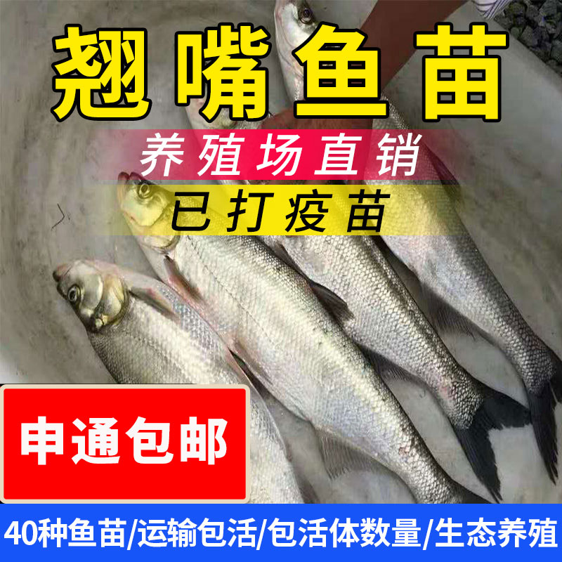 翘嘴鱼苗凶猛淡水养殖食用大米