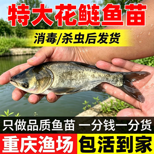 花鲢鱼苗适合混养能净化水质