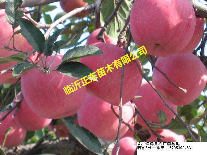 新品种苹果苗苹果树红宝石盆栽苗
