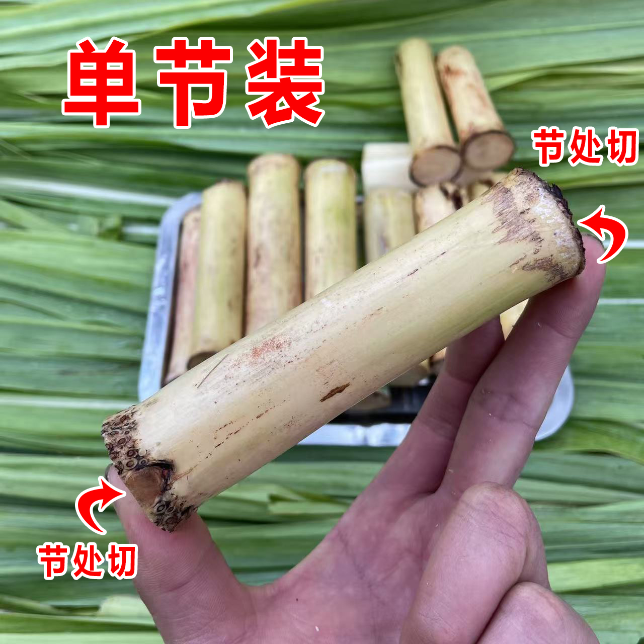 （单节 款）一节装 木格白玉蔗手撕果蔗玻璃脆白玉甘蔗新鲜果甜蔗