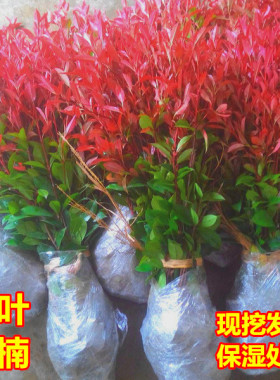 红叶石楠苗红花继木彩叶桂花金森女贞树苗绿化苗篱笆苗木树小苗球
