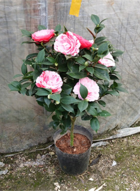 山茶花盆栽 茶花花苗 四季常青树苗庭院植物耐寒花卉盆栽室内阳台