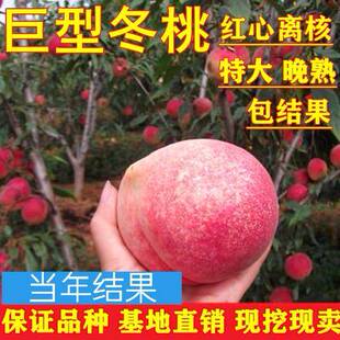 冬桃脆桃树苗 桃树果苗嫁接锦绣黄桃树苗 早熟黄桃苗南北方种植