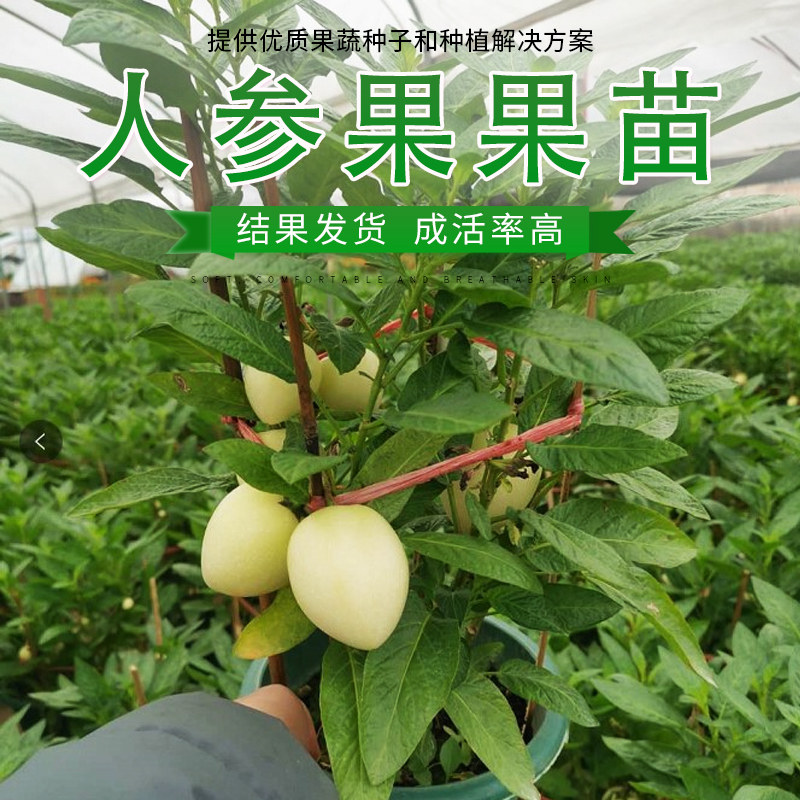 人参果苗子带果盆发货秧嫁接苗子农家阳台盆栽蔬菜苗孑包邮