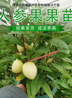 人参果苗子带果盆发货秧嫁接苗子农家阳台盆栽蔬菜苗孑包邮
