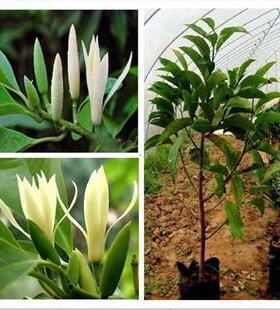 十里飘香白兰花盆栽香味独特室内外庭院植物花卉白玉兰花树苗