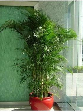 室内散尾葵花卉袖珍大盆栽包邮