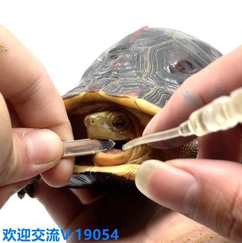 游龙宠物开口器拒食黄缘龟
