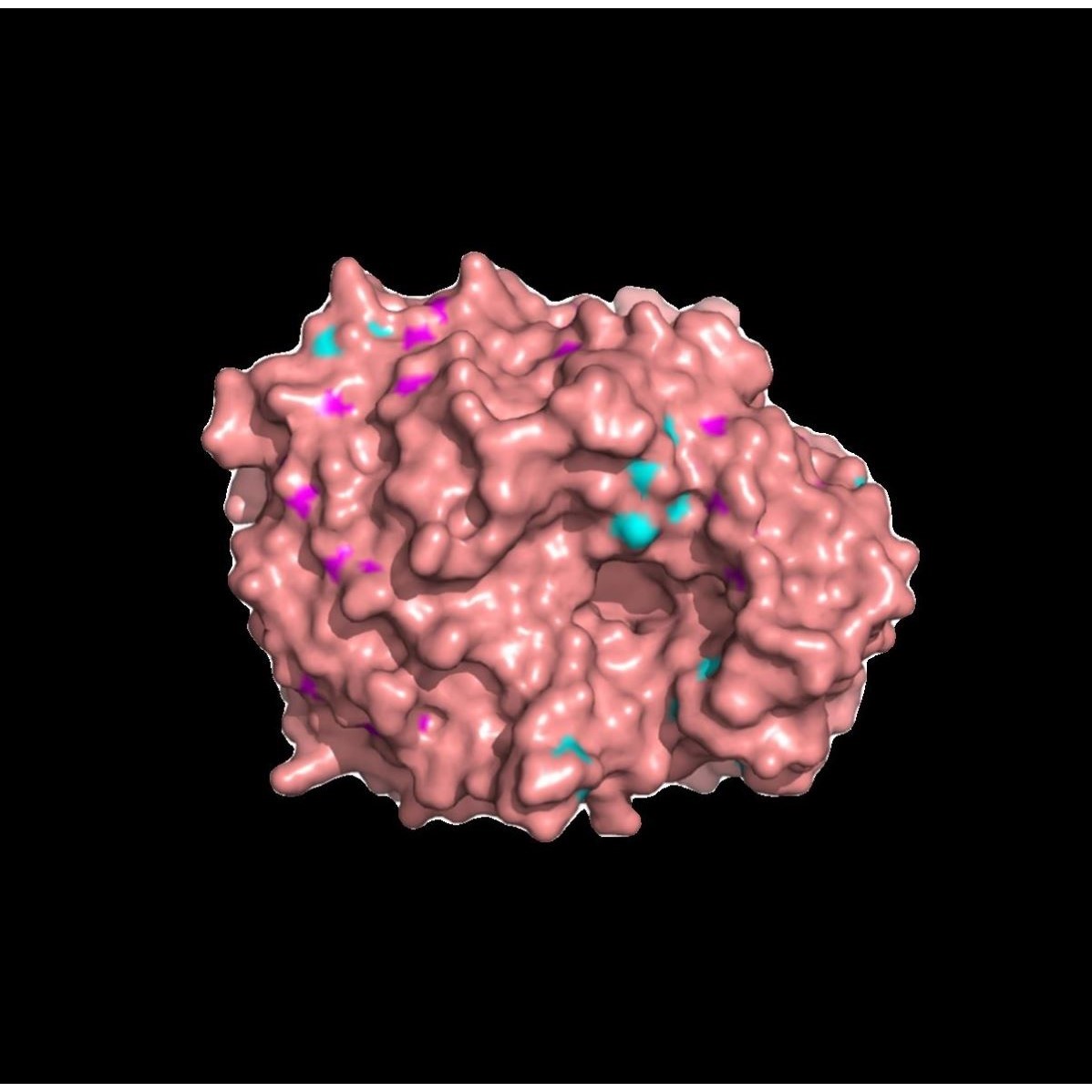 分子对接 物虚拟筛选Pymol作图autodock vina DS金属酶柔性对接