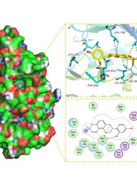 分子对接方法:autodock薛定谔 moe 金属离子.供价,柔性分子对接