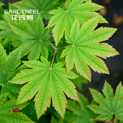 花园鳗名月羽团扇枫彩叶白泽槭树