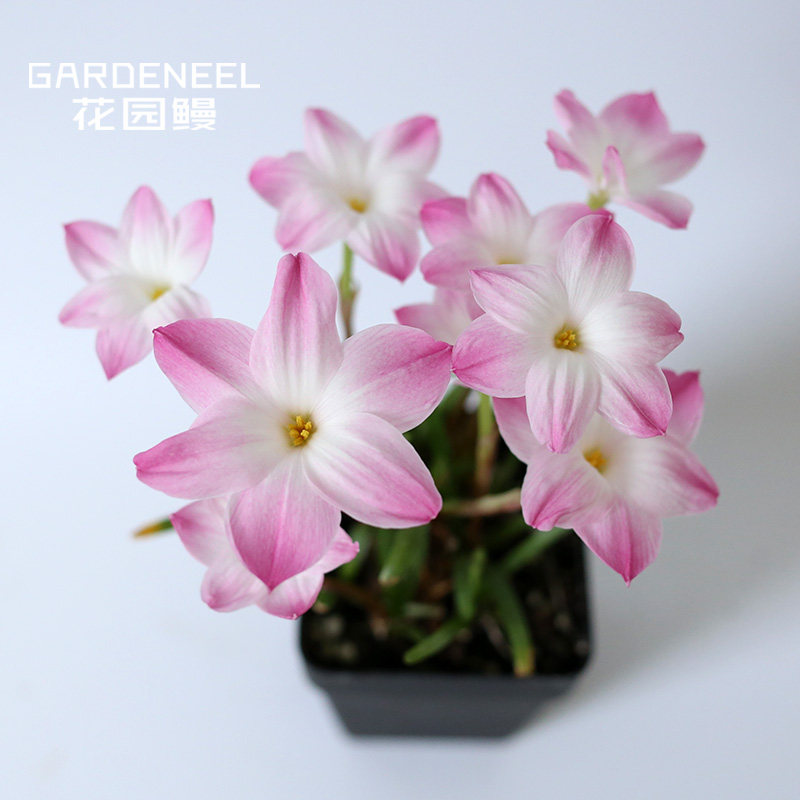 风雨兰 胖丽丽 花园鳗庭院阳台爆盆好养草本花卉裸根种球球根植物,鲜花速递/花卉仿真/绿植园艺,时令草本花卉,淘宝优惠券,粉丝福利购,淘宝优惠卷