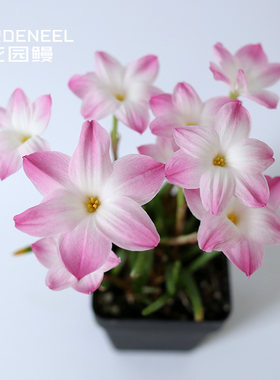 风雨兰胖丽丽花园鳗草本球根植物