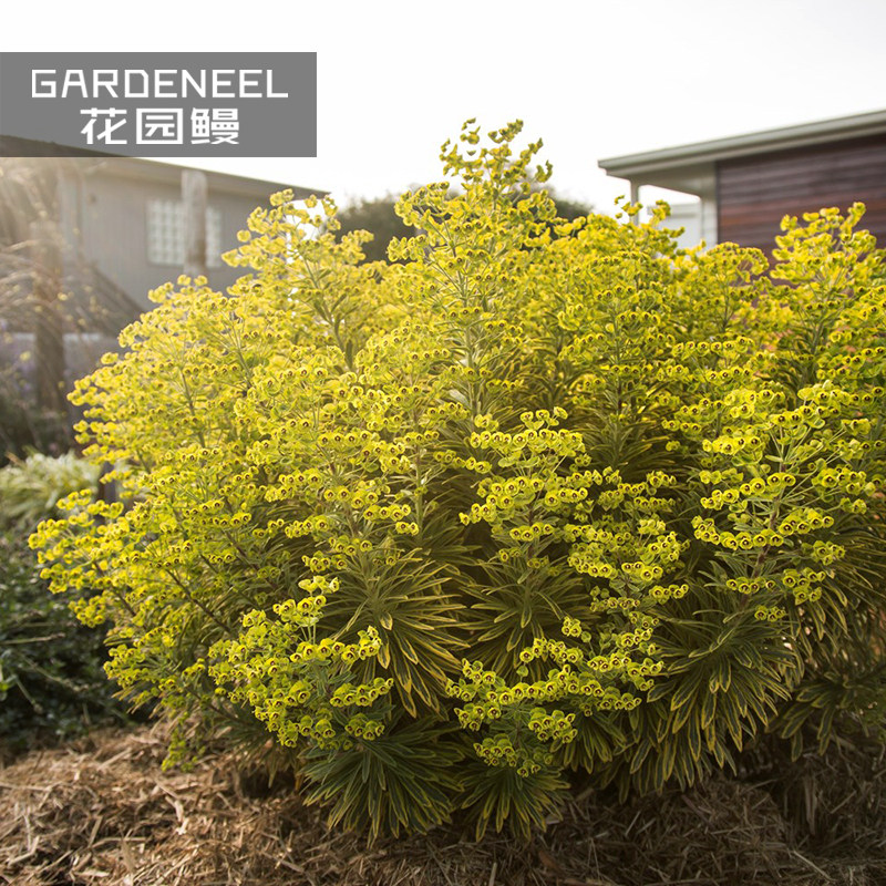 【耐寒大戟】爱斯科特彩红庭院常绿花叶开花植物小灌木观花观叶