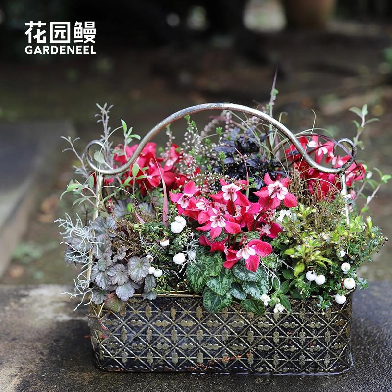 原生仙客来科慕地中海观花观叶