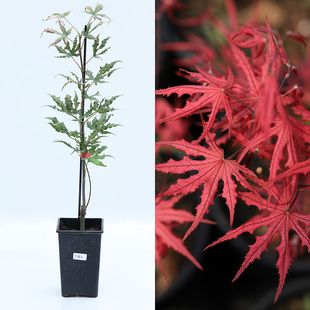 花园鳗日本枫树特惠小苗3 羽毛枫团扇槭帕缇弗锦化观叶红枫盆栽苗