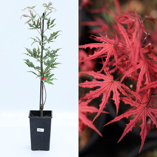 花园鳗日本枫树小苗特惠羽团扇槭