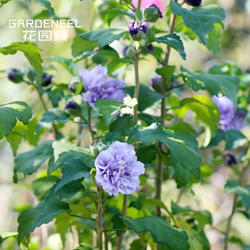 【木槿】紫玉/雪纺/酒馆 庭院耐热耐寒夏季花灌木[花园鳗]9cm方盆|ruв категории доставка цветов/цветок моделирования/растения садоводства, садовое растение/даосское дерево/фруктовых деревьев, видовой лист/цветочный куст - от Buy2taobao.com для оказания профессиональной услуги покупки агента Taobao