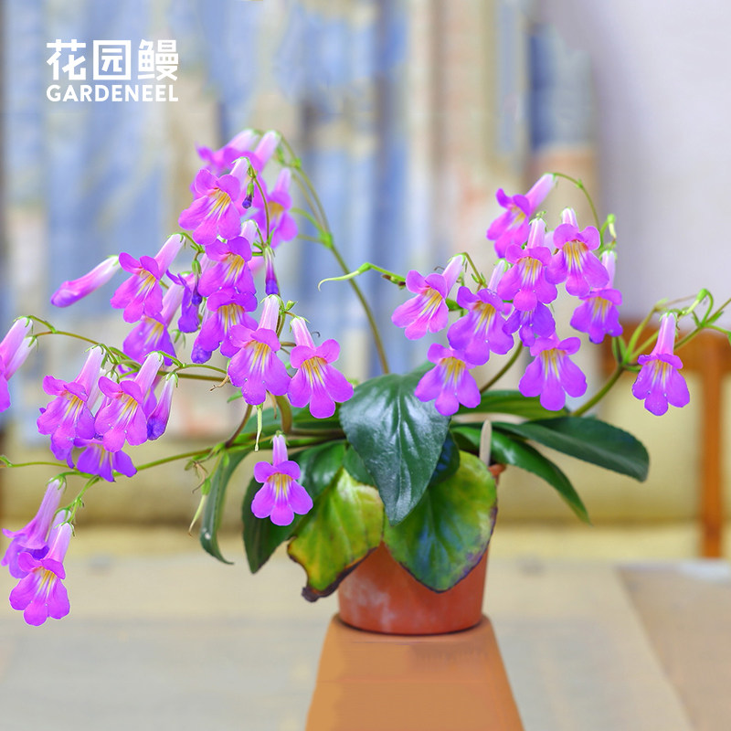 花园鳗 报春苣苔皮草蓝色心情雪天使多年生耐阴室内开花植物好养,鲜花速递/花卉仿真/绿植园艺,时令草本花卉,淘宝优惠券,粉丝福利购,淘宝优惠卷