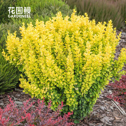 花园鳗日本小檗金色灯塔夏日余晖