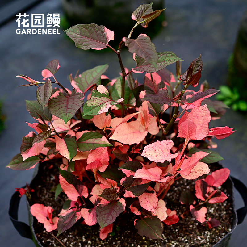 花叶虎杖多年生粉色锦叶痛取耐热耐寒喜阳耐阴阳台好养花园鳗盆栽