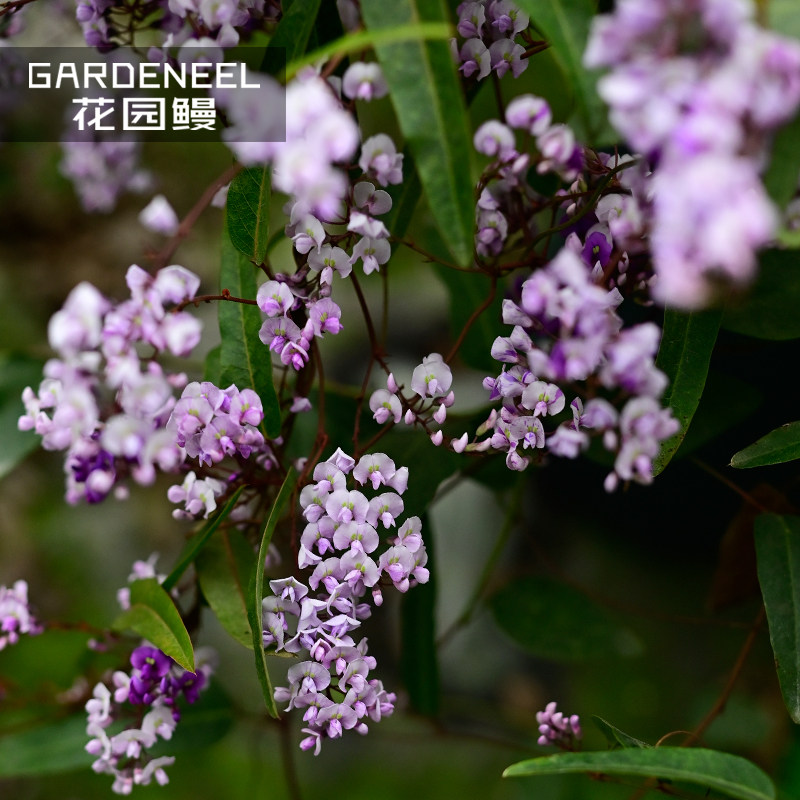 花园鳗哈登柏豆舞姬澳洲小紫藤四季常绿耐热爬藤花卉多年生珊瑚豆,鲜花速递/花卉仿真/绿植园艺,藤本/攀援植物,淘宝优惠券,粉丝福利购,淘宝优惠卷