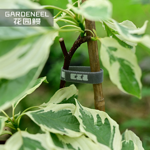 花园鳗魔术贴断点式园艺绑扎带重复用双面粘植物攀爬固定收纳理线