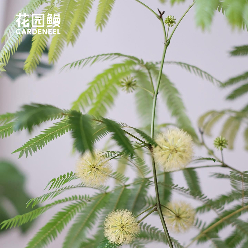 密叶猴耳环四季常绿耐阴室内植物