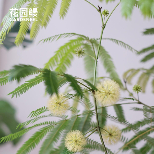 密叶猴耳环花园鳗四季常绿室内植物耐阴耐热日系含羞小豆树盆栽苗