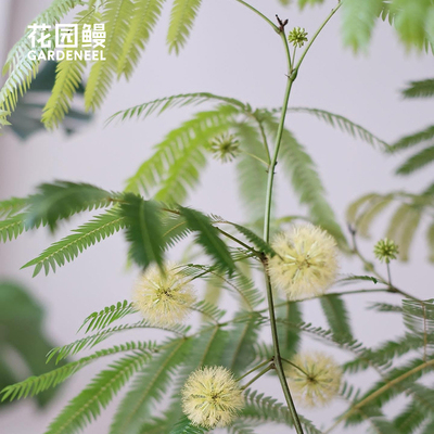 密叶猴耳环四季常绿耐阴室内植物
