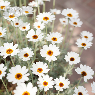 摩洛哥雏菊非洲之眼塔楠杏子果酱耐寒好养易爆花草本花卉花园鳗苗