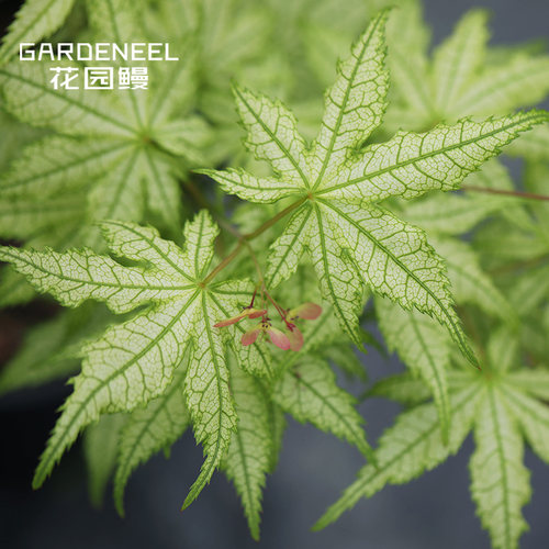 日本鸭立泽花园鳗枫树