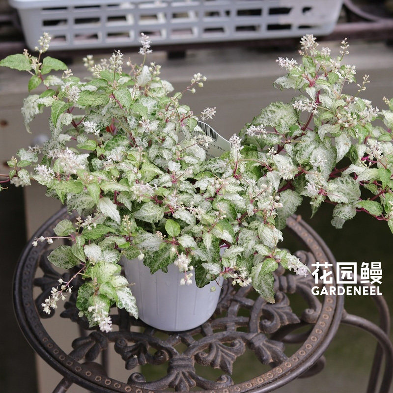 花园鳗数珠珊瑚半灌木桃玉/粉玉