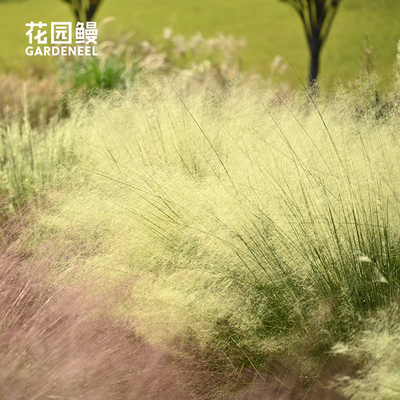 绿雾乱子草新品国内自育粉黛乱子