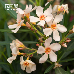 花园鳗新品杏色夹竹桃安吉洛普奇四季常绿鲑粉色柳叶桃耐热花期长