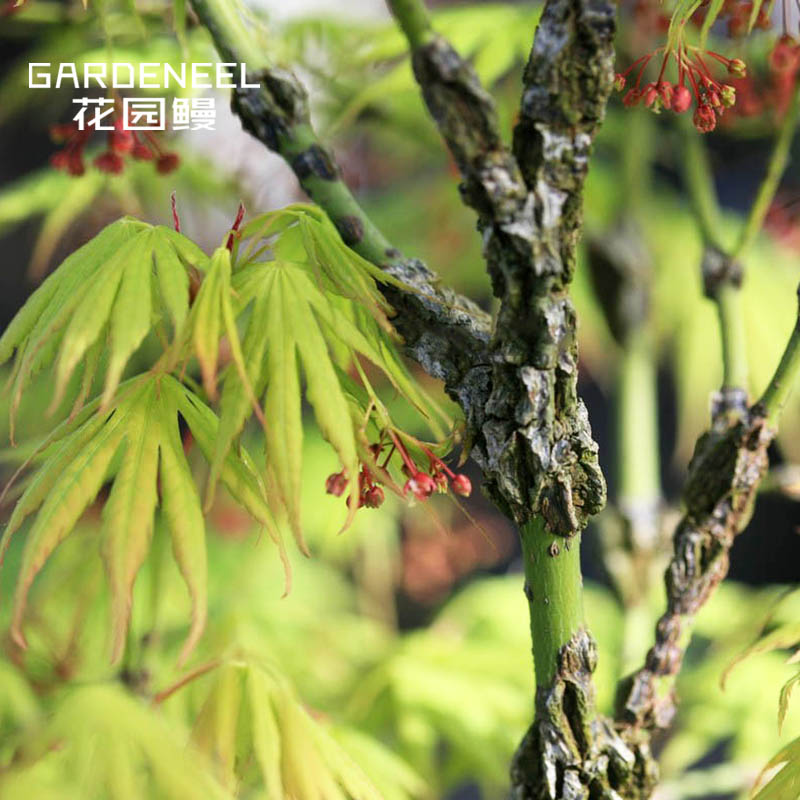 日本荒皮郁金红枫耐阴花园鳗