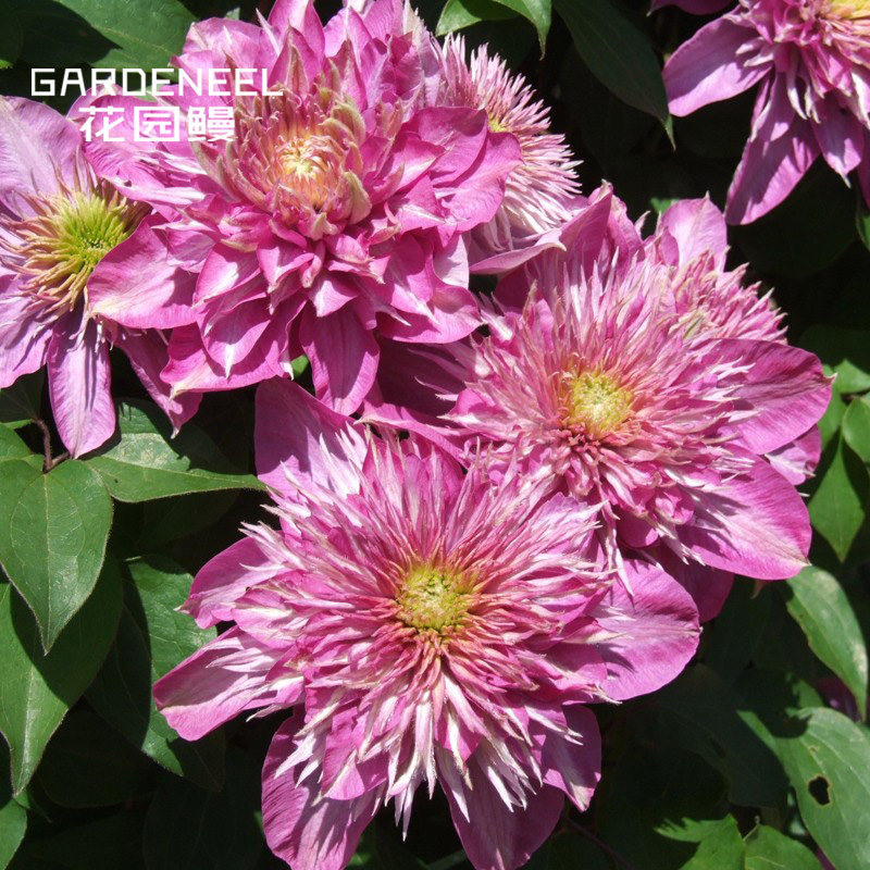 【铁线莲】重瓣品种集 皇帝喷泉蓝光大河幻紫[花园鳗]9cm盆栽包邮|ruв категории доставка цветов/цветок моделирования/растения садоводства, цветок/растения в горшках (новый), цветок - от Buy2taobao.com для оказания профессиональной услуги покупки агента Taobao