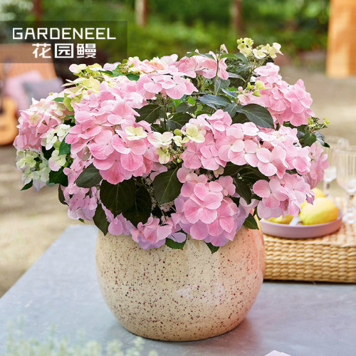 粉色绣球花价格 粉色绣球花图片 星期三