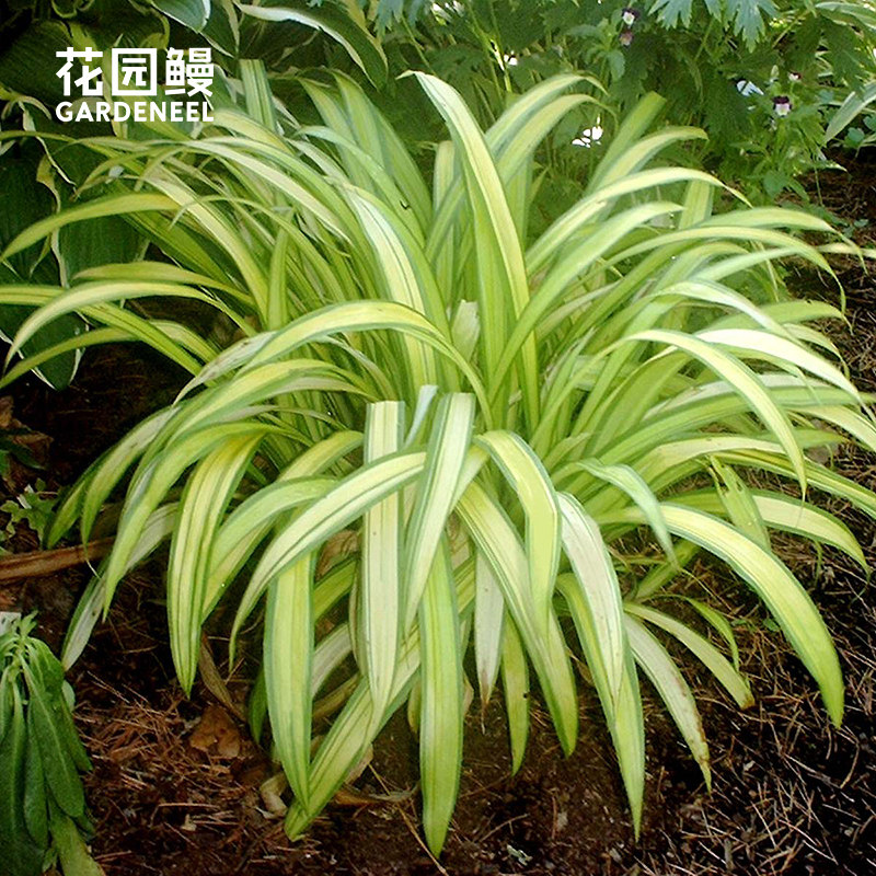 花园鳗阔叶锈斑苔草'香蕉船'耐阴耐热多年生锦化观赏草组合盆栽苗