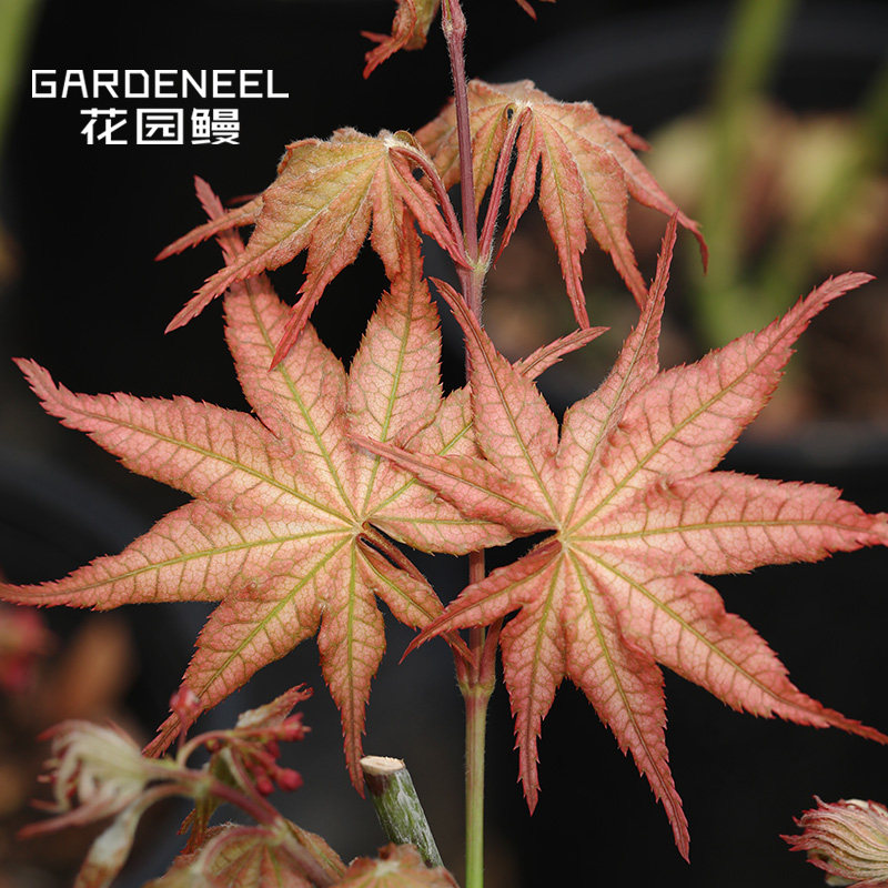【日本枫树】奶油桃子粉红枫耐阴花园小乔木日式庭院花园鳗盆栽苗