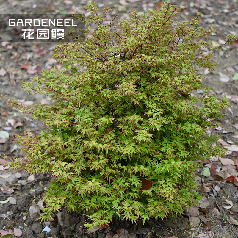 花园鳗琴丸日本姬枫树生变色槭树图片