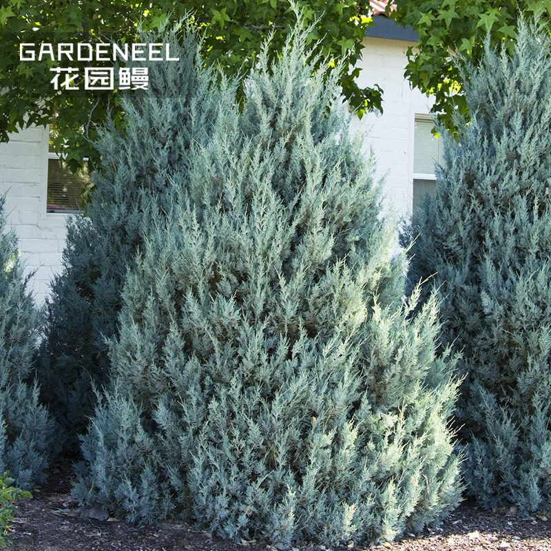 花园鳗大规格针叶树庭院设计师款