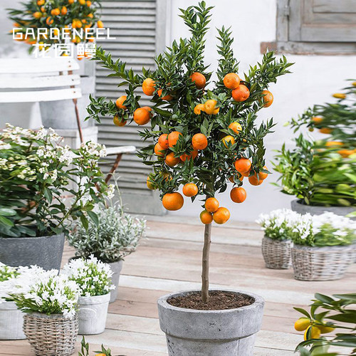 红美人柑橘苗质量怎么样 红美人柑橘苗口碑怎么样 小麦优选